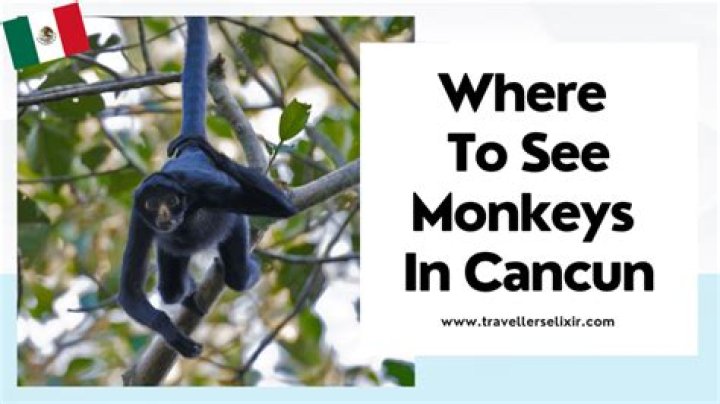 Unveil The Secrets Of Cancun Monkeys: Uncover Their World