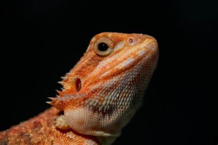 Unveiling The Secrets Of Bearded Dragon Mites: A Visual Exploration
